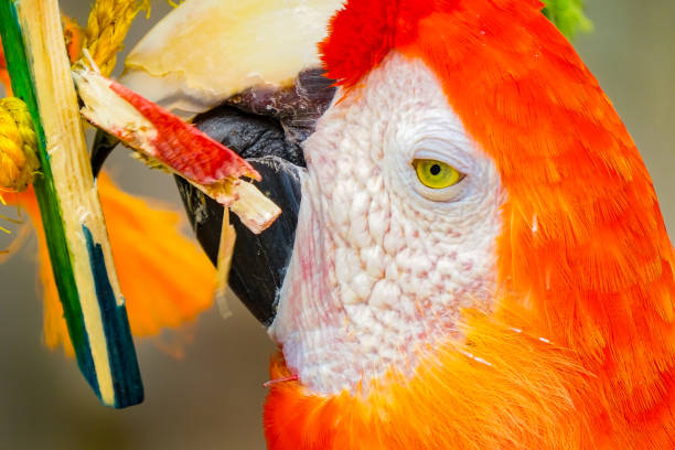 istock Scarlet Macaw Parrot Chewing Sticks 1058634680