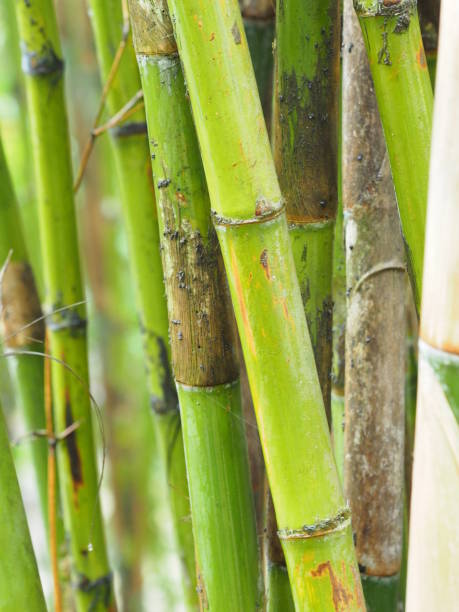 istock Bamboo in the garden 1058635416
