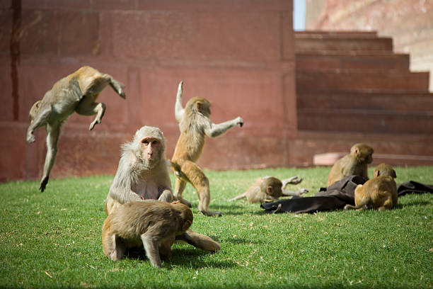 Group of Monkey, sacred indian creature, downloading improves your carma. stock photo