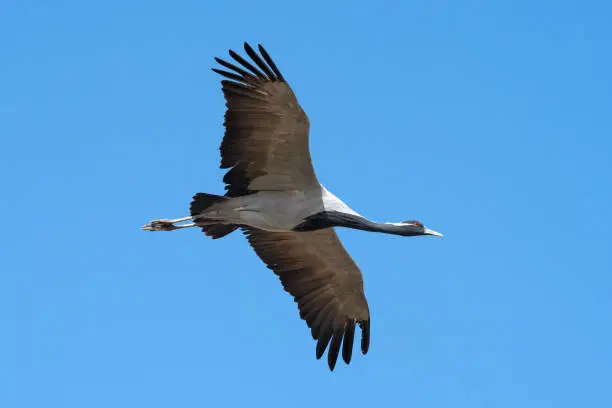 View of demoiselle crane in flight
