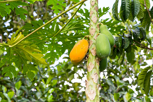 Fresh Papaya on the papaya tree with orange papaya on green background