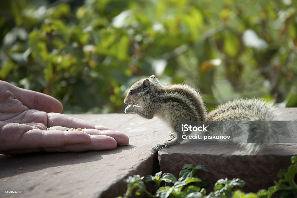 Squirrel feeding Animal Stock Photo