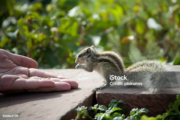 Squirrel Feeding Stock Photo - Download Image Now - Animal, Animal Hair, Animal Themes