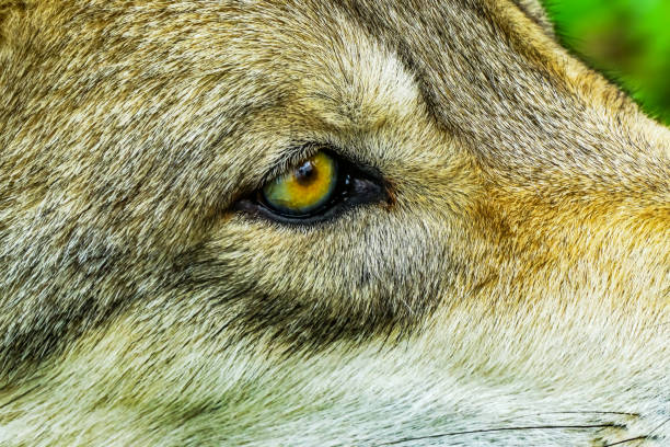 istock Gray Timber Western Wolf Yellow Eye 1058638630