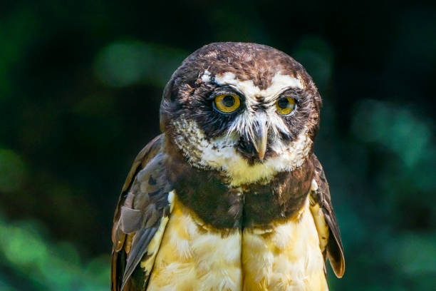 istock Brown White Feathers Spectacled Owl Looking 1058638690