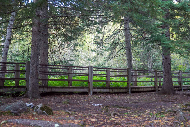 istock Deep Woods at Gooseberry Falls in Minnesota 1058640662
