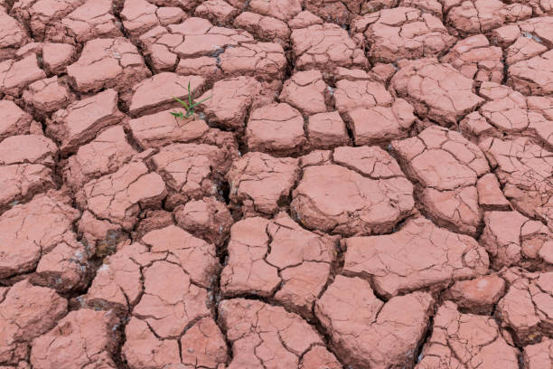 istock Dry cracked earth texture with one last tree 1058640752