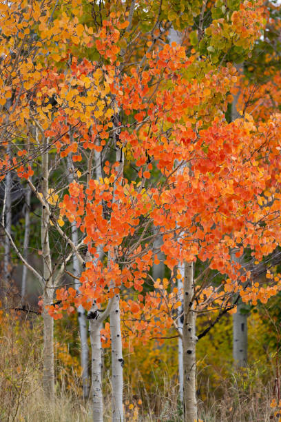 istock Fall foliage in Colorado 1058641194