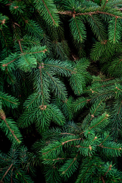 istock Christmas  Fir tree brunch textured Background. Fluffy pine tree brunch close up. Green spruce 1058642912