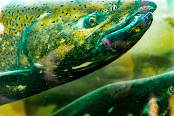 istock Chinook Salmon Close Up Issaquah Hatchery Washington State 1058644716
