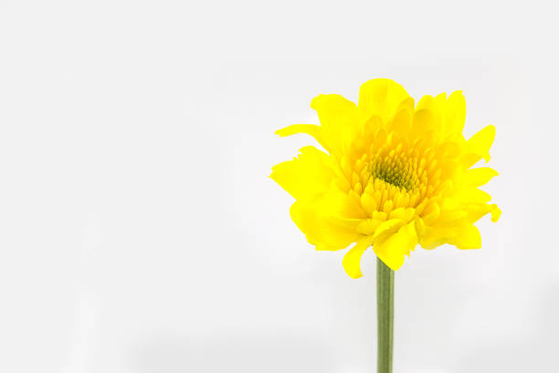 chrysanthemum yellow flower isolated on white background