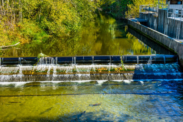 istock Fish Reflection Issaquah Creek Salmon Hatchery Washington 1058644790