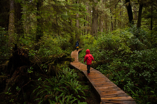 Vancouver Island rainforest in the rain.