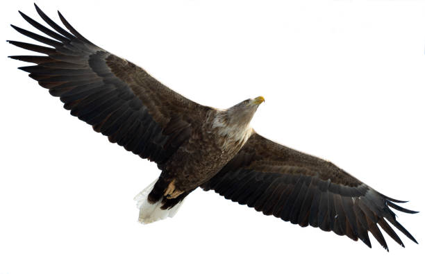istock Adult White-tailed eagle in flight. Isolated on White background. 1058644900