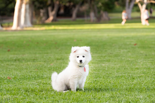 Cute puppy looking at camera stock photo