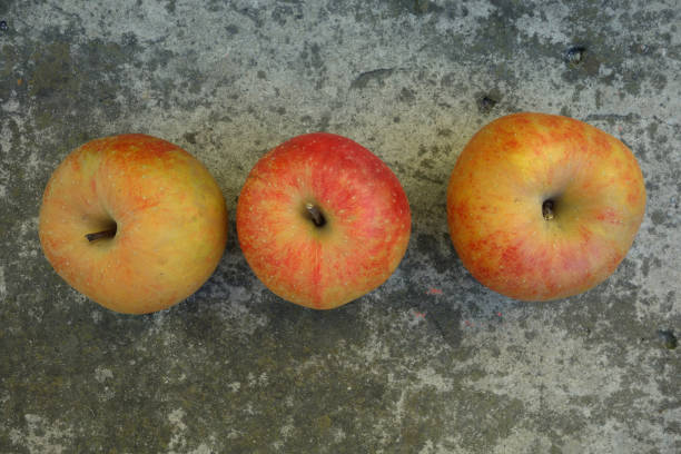 Three autumn colored apples on gray stock photo