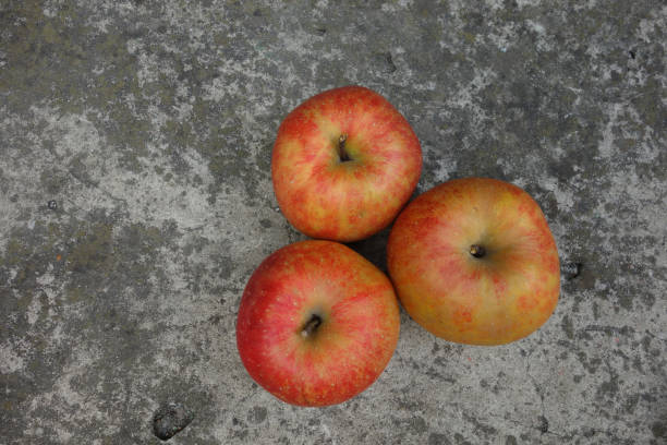 Three autumn apples on gray stock photo