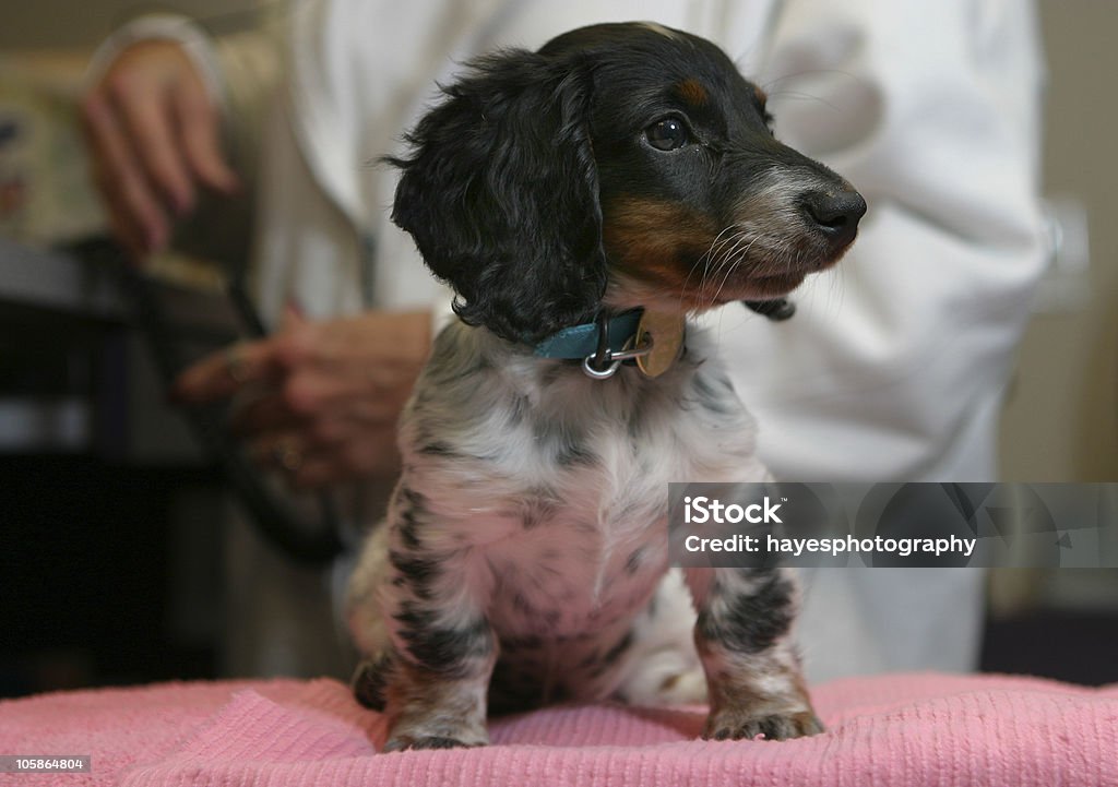 Première vétérinaire rendez-vous - Photo de Stériliser - Animaux libre de droits