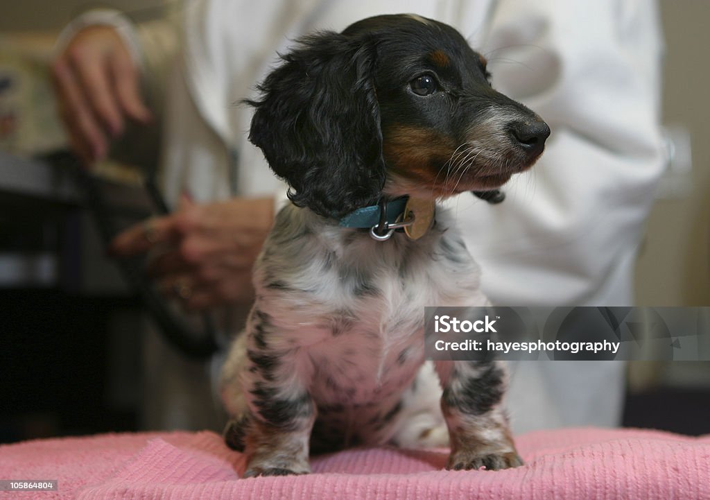 First Vet Visit A puppy's first visit to the vet Neuter Stock Photo