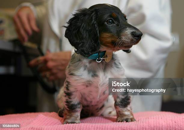 First Vet Visit Stock Photo - Download Image Now - Neuter, Dog, Animal Hospital