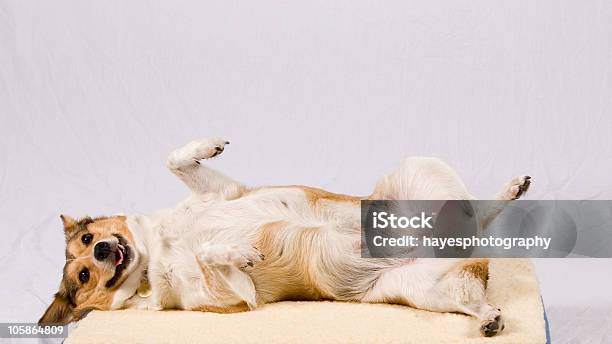 Будьте Счастливый — стоковые фотографии и другие картинки Кастрированное животное - Кастрированное животное, Собака, Щенок