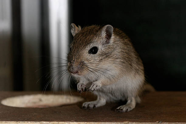 istock Who let the rodent out? 105864814