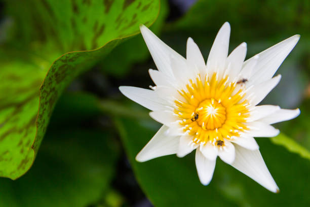 istock Beautiful white lotus with bee 1058649206