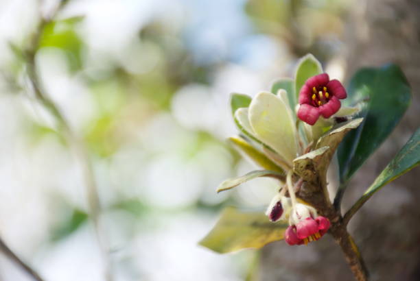 Pittosporum crassifolium (Karo) in Flower in Springtime.