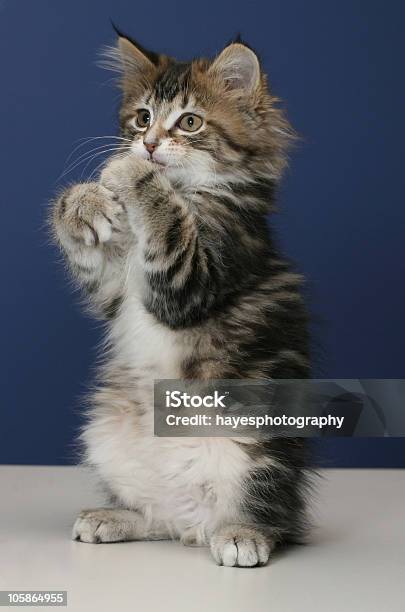 Kitten Standing Stock Photo - Download Image Now - Adventure, Animal, Animal Hair