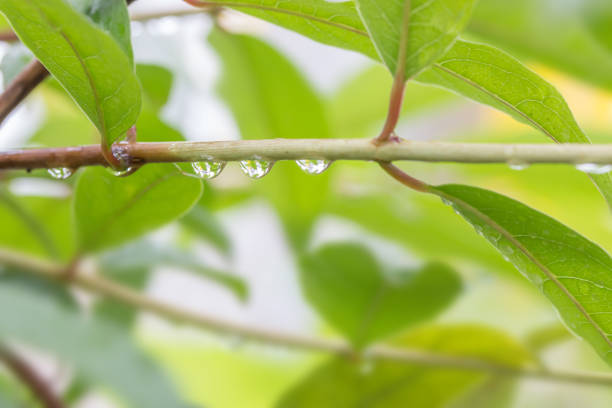 istock beautiful drops of transparent rain water 1058650634