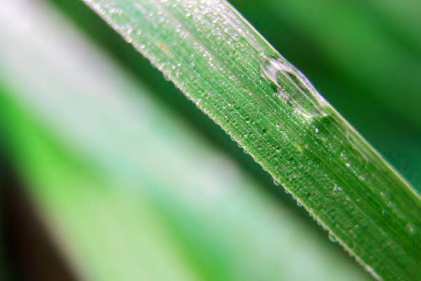 istock beautiful drops of transparent rain water 1058650706