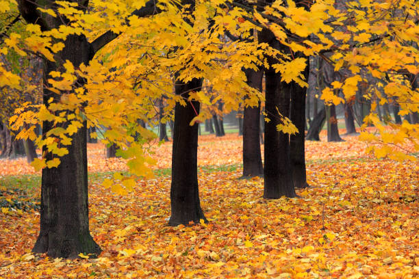 istock Colorful fall trees in a park during an autumn season 1058652438