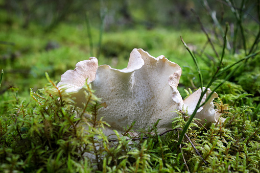 White hedgehog mushrooms in moss in autumn forest