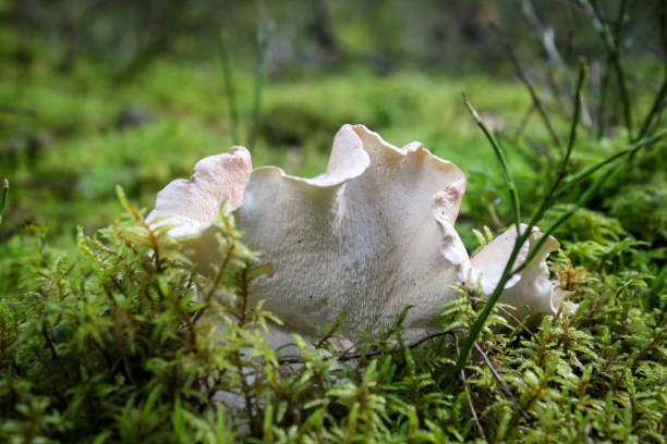 Hedgehog mushrooms in moss in autumn forest White hedgehog mushrooms in moss in autumn forest hedgehog mushroom stock pictures, royalty-free photos & images