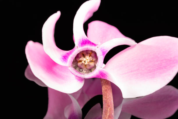 istock Single flower of blooming pink cyclamen on black background, reflection 1058658258