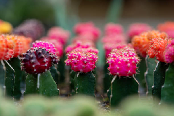cactus, sugar palm leaf, plant and tree in the garden