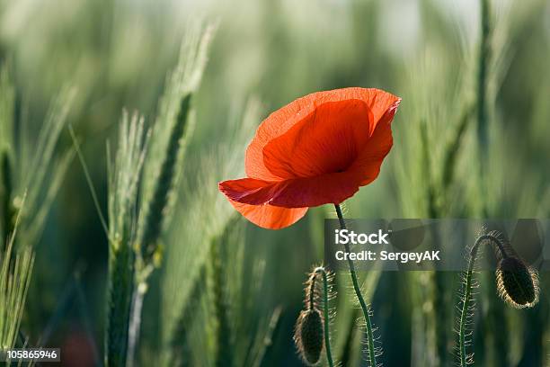 Foto de Uma Red Poppy Closeup Entre Cereais e mais fotos de stock de Agricultura - Agricultura, Ajardinado, Arbusto