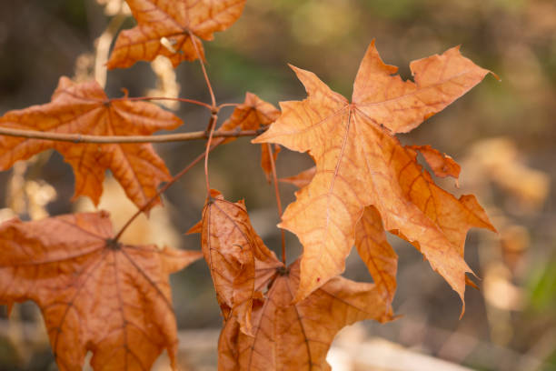 istock Table background and autumn time. Free space for your product 1058660526