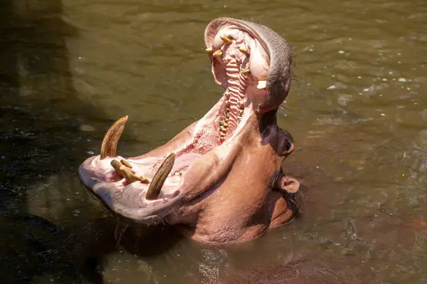 Photo of Hippopotamus with big open mouth