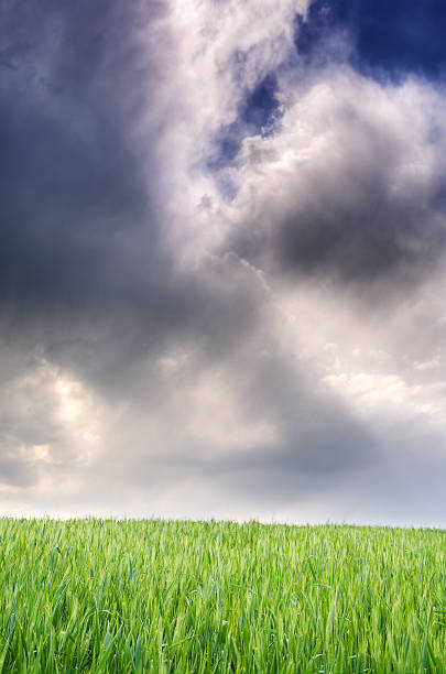 istock Wheat field with stormy sky 105866245