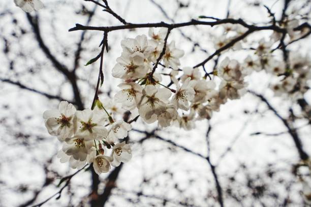 White Sakura after raining in Ueno park Tokyo, Japan