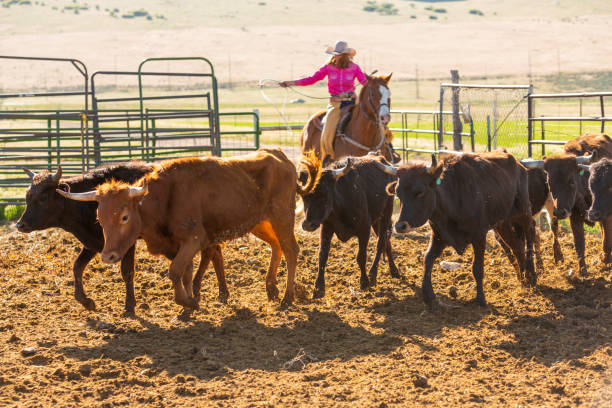 Cattle Being Rounded Up on Horseback Cattle Being Rounded Up on Horseback corral stock pictures, royalty-free photos & images