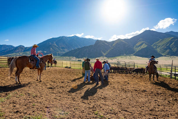 istock Calf Being Roped and Held For Branding on a Farm 1058663652