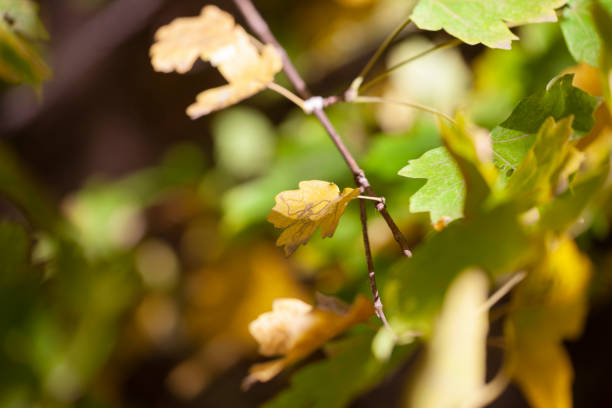 istock Autumn green leaves on blurred nature background. Shallow focus. Fall bokeh. 1058664320
