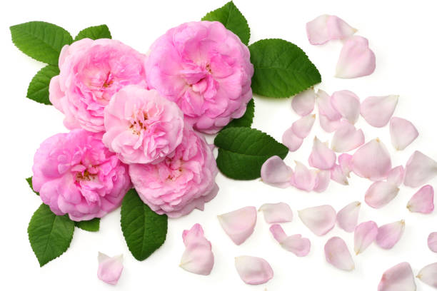 istock Pink rose flowers isolated on white background. top view 1058665388