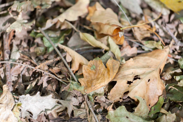 istock Dry oak leaves on the ground for background 1058665450