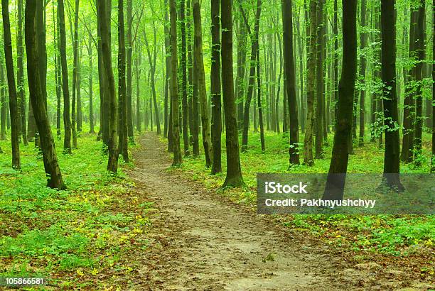 Bosque Verde Foto de stock y más banco de imágenes de Aire libre - Aire libre, Boscaje, Bosque