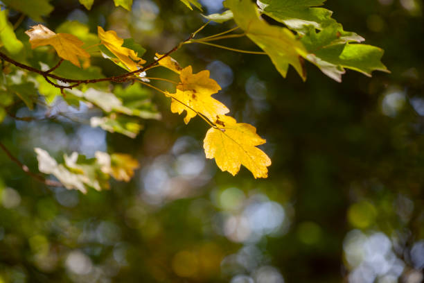 istock Yellow maple leaves, autumnal natural background, selective focus 1058666480