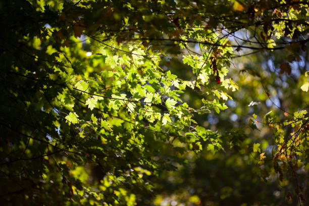 istock Yellow maple leaves, autumnal natural background, selective focus 1058666606