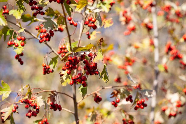 istock branches with hawthorn berries in the garden. background with branches and hawthorn berries. 1058666700